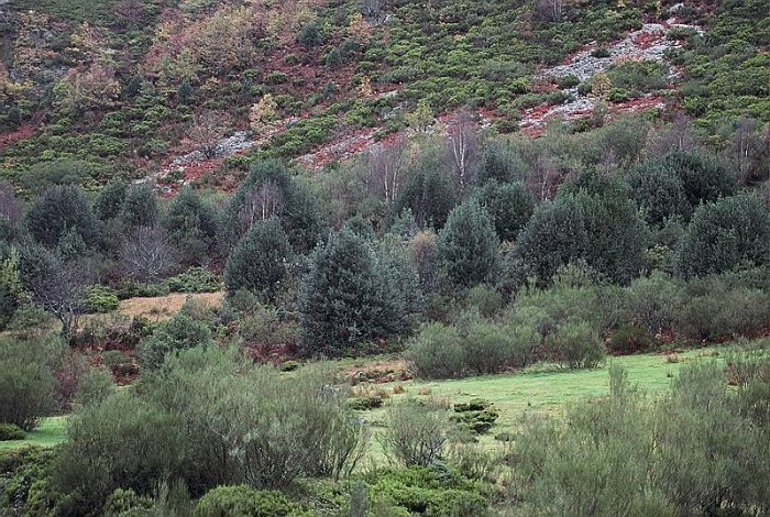Acebeda (Ilex aquifolium)